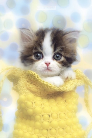 lgph0223+kitten-in-a-bag-keith-kimberlin-poster